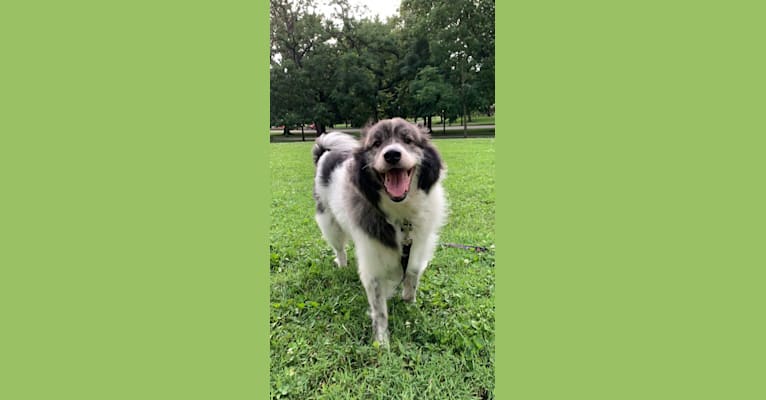 Maeby, a Great Pyrenees and Australian Shepherd mix tested with EmbarkVet.com