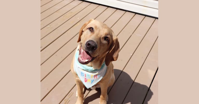 Ziggy, a Labrador Retriever tested with EmbarkVet.com