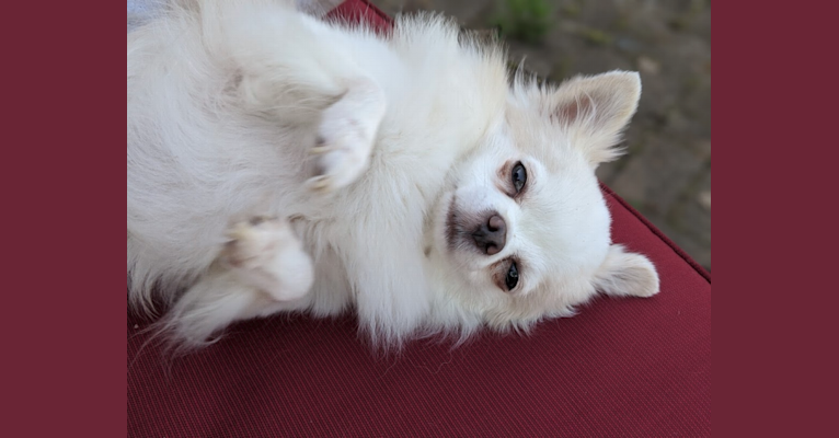 MoMo, a Chihuahua tested with EmbarkVet.com