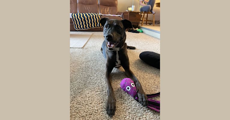 Axel, a Staffordshire Terrier and Rottweiler mix tested with EmbarkVet.com