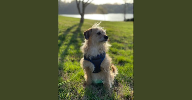 Photo of Sprocket, a Bichon Frise, Lhasa Apso, Dachshund, Poodle (Small), Cocker Spaniel, Chihuahua, and Shih Tzu mix in Louisville, Tennessee, USA
