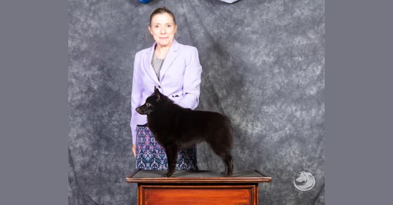 Raven, a Schipperke tested with EmbarkVet.com