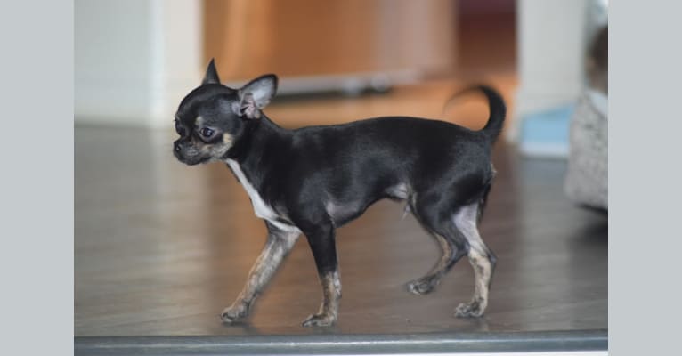 Kelvin, a Chihuahua tested with EmbarkVet.com