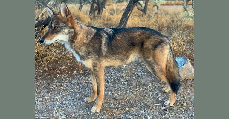 Cilantro, a Border Collie and Coyote mix tested with EmbarkVet.com