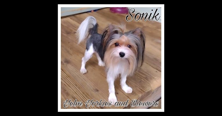 Sonik, a Biewer Terrier tested with EmbarkVet.com