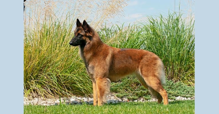Brekka, a Belgian Shepherd tested with EmbarkVet.com