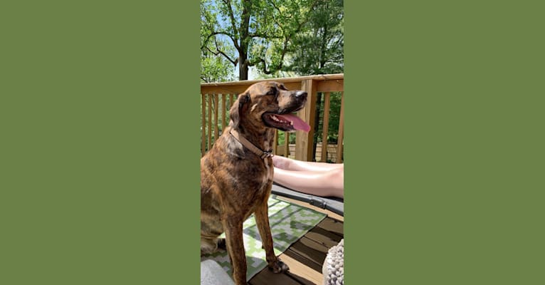 Photo of Zeke “Dekey”, a Cane Corso, English Springer Spaniel, and Rottweiler mix in Honey Brook, PA, USA