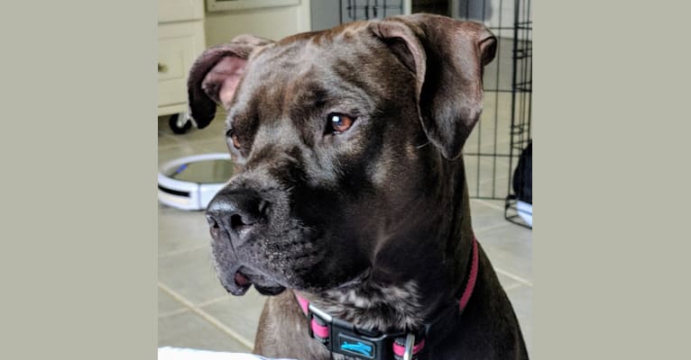 Sophia, an American Bully and Boxer mix tested with EmbarkVet.com