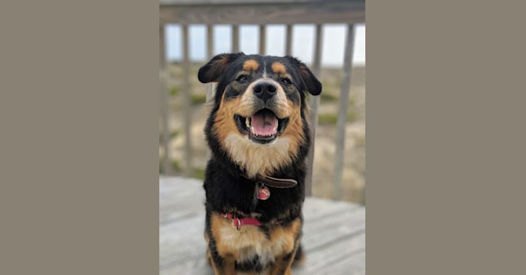 Felicia, a Chow Chow and Doberman Pinscher mix tested with EmbarkVet.com