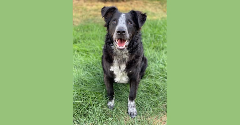 Photo of Goose, an Australian Shepherd, Border Collie, Great Pyrenees, and Australian Cattle Dog mix in Oklahoma, USA