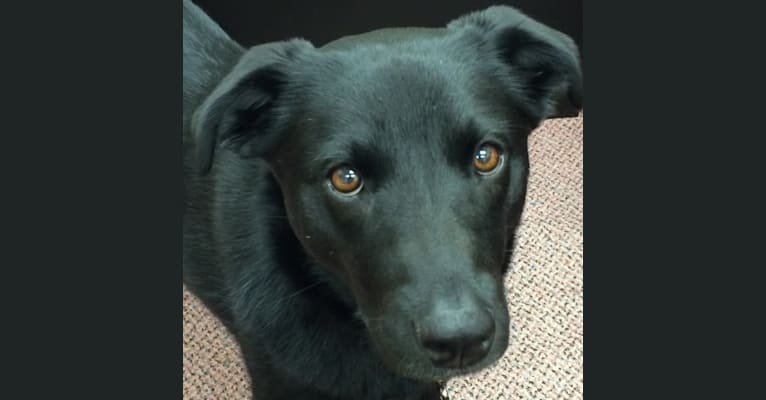 Hannah, a German Shepherd Dog and Labrador Retriever mix tested with EmbarkVet.com