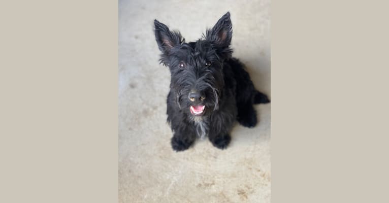 Photo of Okie, a Scottish Terrier  in Oklahoma, USA