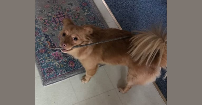 Maya, a Chihuahua and Pomeranian mix tested with EmbarkVet.com