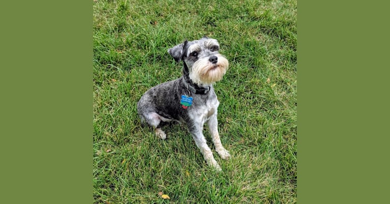 Miniature Schnauzers: Dog breed info, photos, common names, and more —  Embarkvet