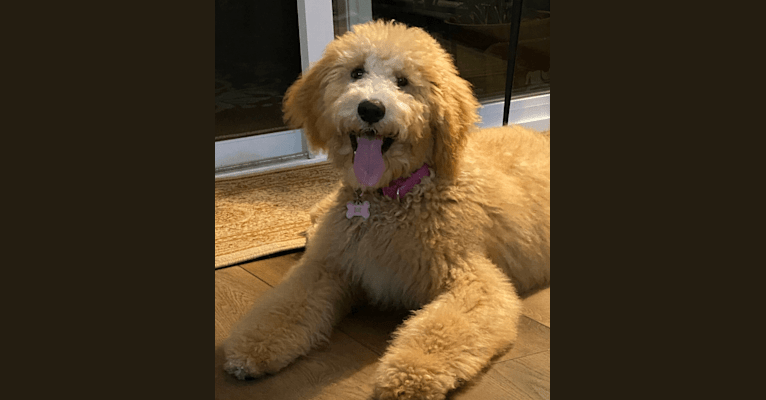 Zoey, a Goldendoodle tested with EmbarkVet.com