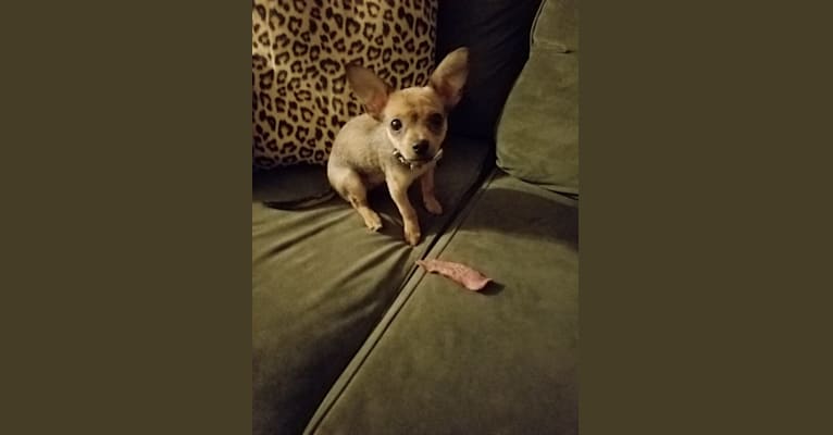 Photo of FOXY, a Chihuahua, Yorkshire Terrier, Miniature Pinscher, and Mixed mix in Los Angeles, California, USA