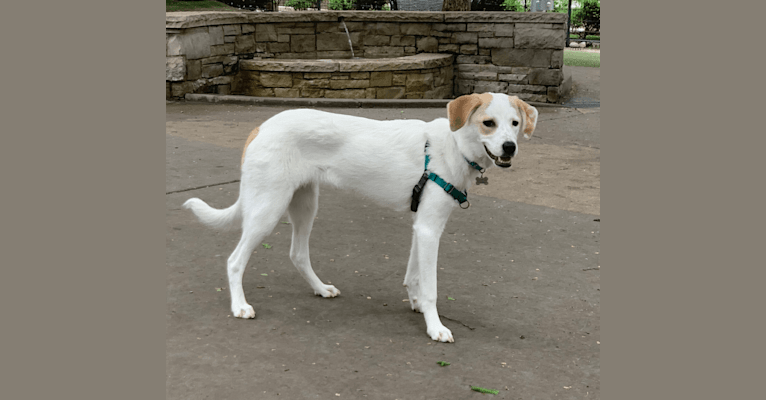 Photo of Bella, a Great Pyrenees, Australian Cattle Dog, and Redbone Coonhound mix in Tennessee, USA