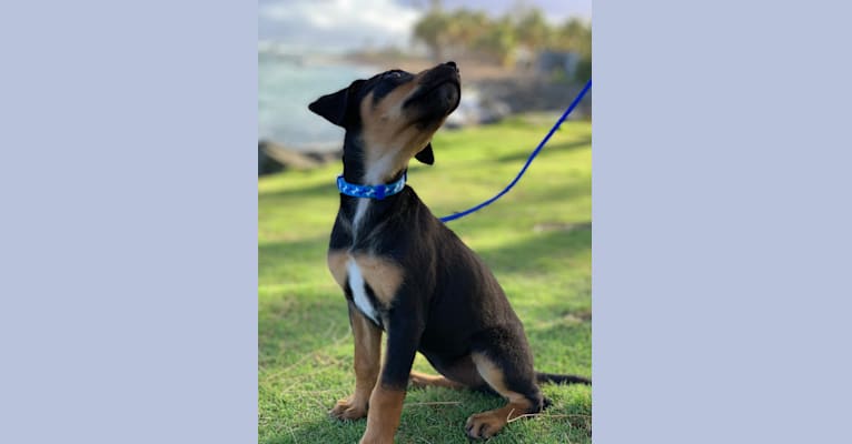 Avi, a Rottweiler and Chihuahua mix tested with EmbarkVet.com