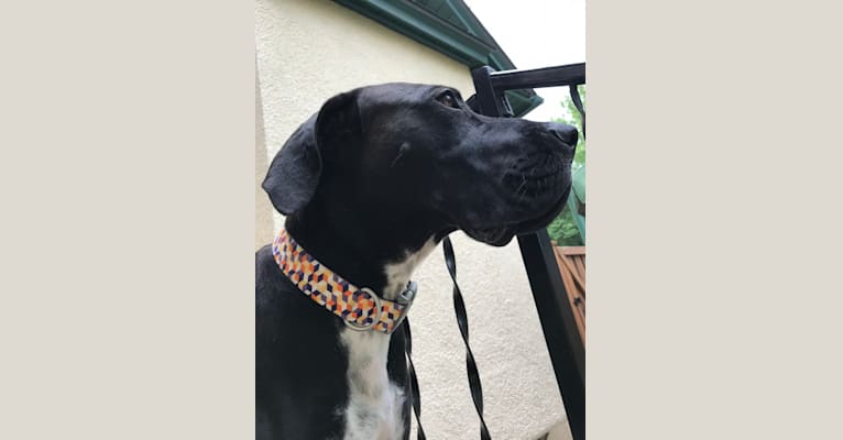 Barnaby, a Great Dane and Boxer mix tested with EmbarkVet.com