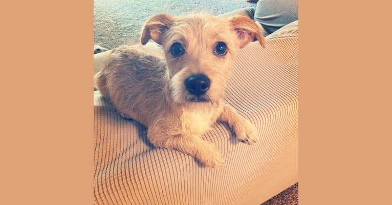 Murphy, a Chihuahua and Miniature Schnauzer mix tested with EmbarkVet.com