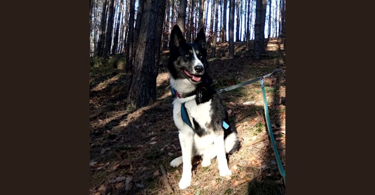 Tiga, a Siberian Husky and German Shepherd Dog mix tested with EmbarkVet.com