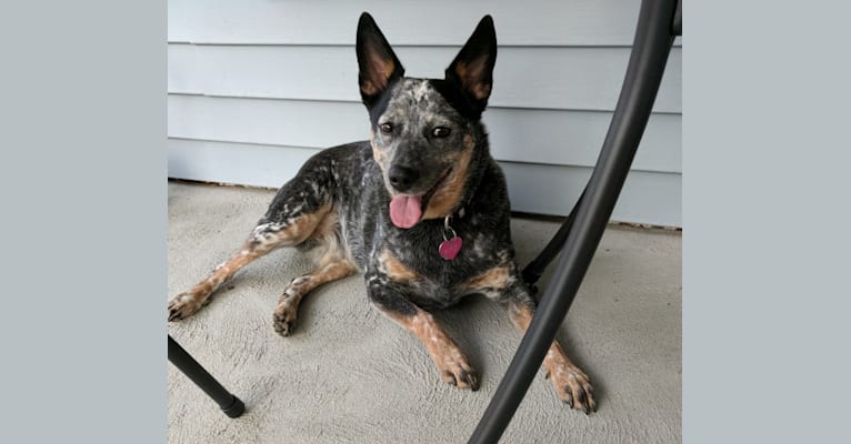 Kaz, an Australian Cattle Dog tested with EmbarkVet.com