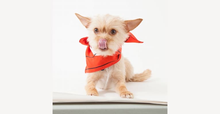 Sunny, a Chihuahua and Poodle (Small) mix tested with EmbarkVet.com