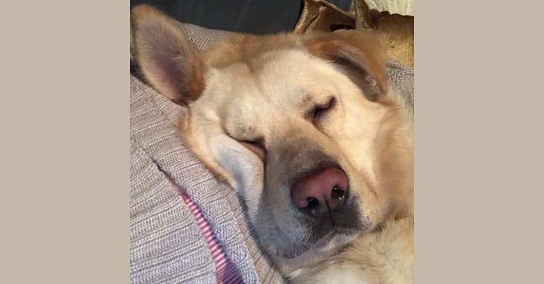 Bergen, a German Shepherd Dog and Neapolitan Mastiff mix tested with EmbarkVet.com