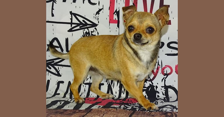 Pico, a Chihuahua tested with EmbarkVet.com