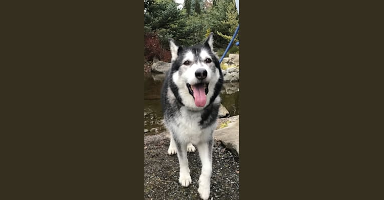Chase, an Alaskan Malamute and German Shepherd Dog mix tested with EmbarkVet.com