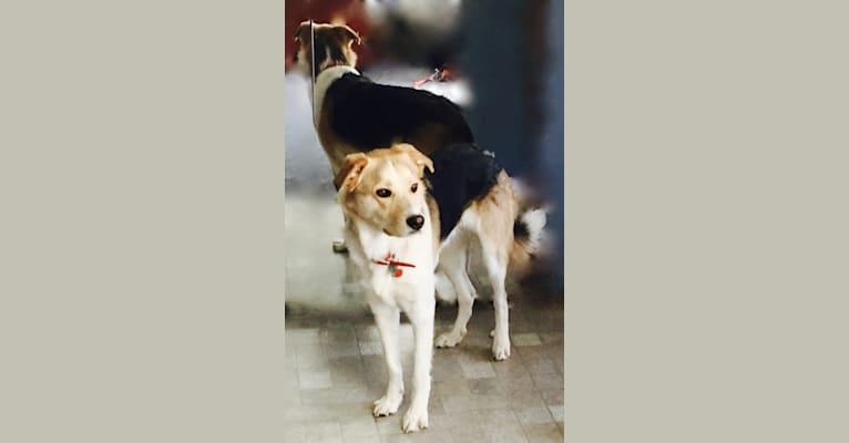 Tucker Dingus Cardwell, a German Shepherd Dog and Siberian Husky mix tested with EmbarkVet.com