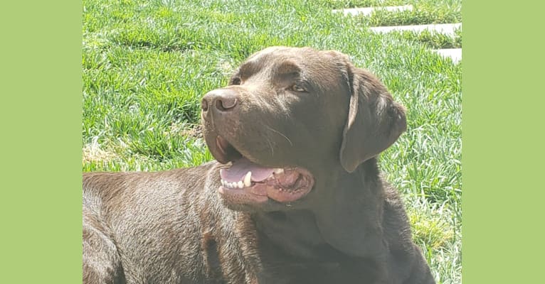 Sir Duke of Legends, a Labrador Retriever tested with EmbarkVet.com