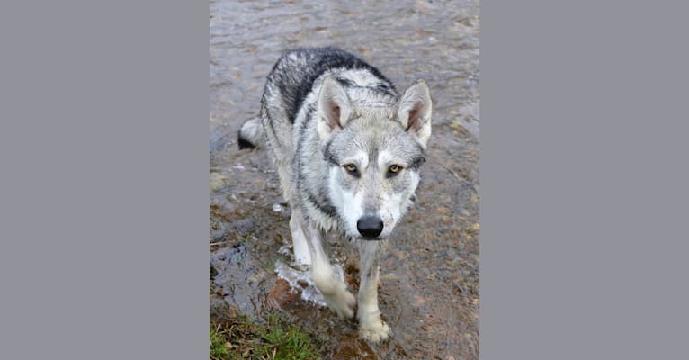 Photo of Tristan, a Saarloos Wolfdog  in Nederland