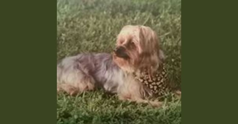 Jax, a Yorkshire Terrier tested with EmbarkVet.com