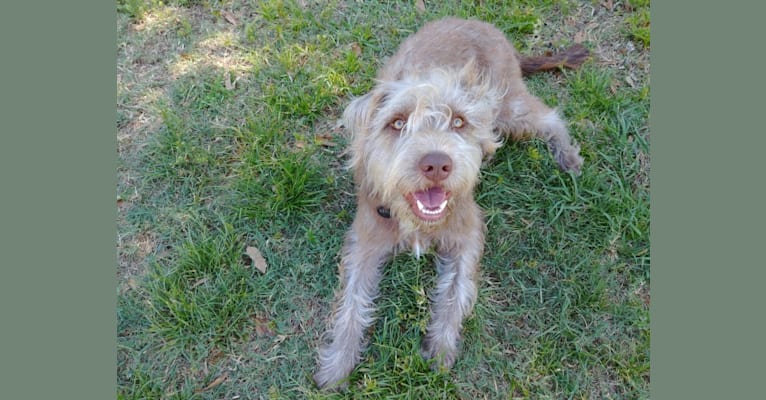 Photo of Kepler, an American Pit Bull Terrier, Poodle (Small), Cocker Spaniel, and Dalmatian mix in Memphis, Tennessee, USA