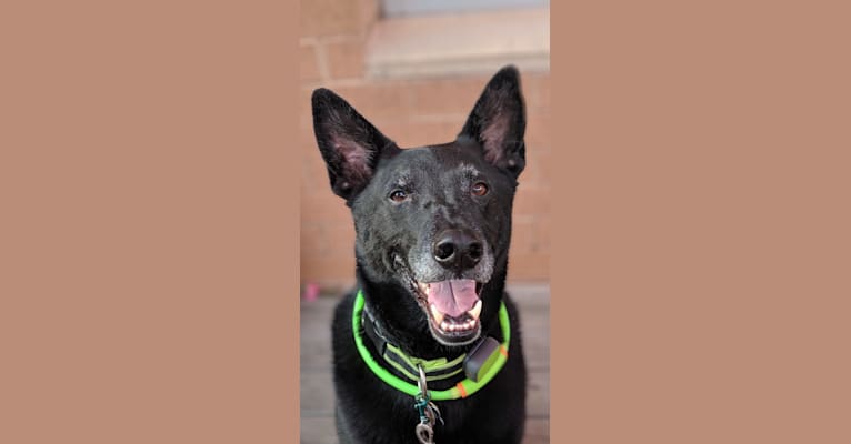 Eddie, a German Shepherd Dog and American Pit Bull Terrier mix tested with EmbarkVet.com