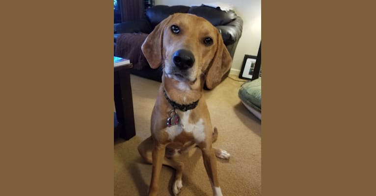 Maggie, a Beagle and American Foxhound mix tested with EmbarkVet.com