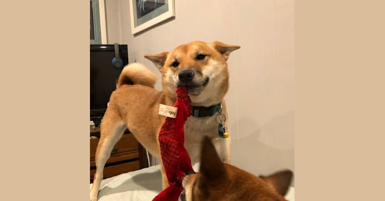 Ricky, a Shiba Inu tested with EmbarkVet.com