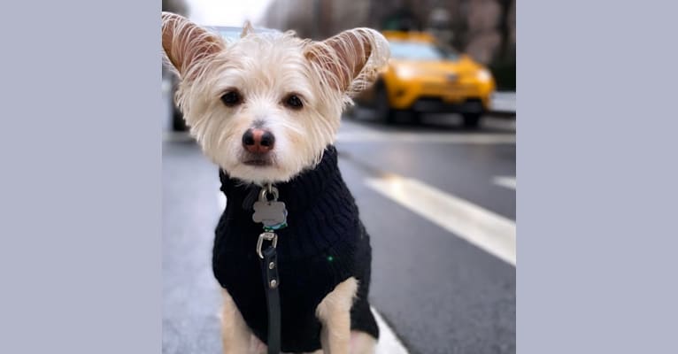 Seamus McDuff, a Yorkshire Terrier and Poodle (Small) mix tested with EmbarkVet.com