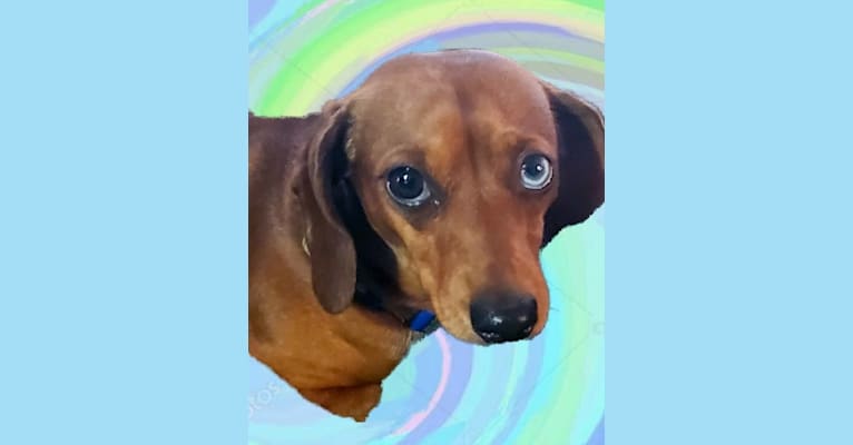 Casey, a Dachshund tested with EmbarkVet.com