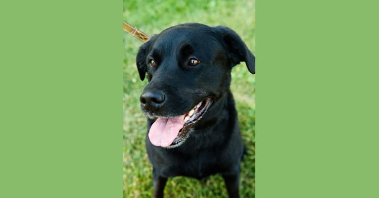 Darth Vada, a Rottweiler and Golden Retriever mix tested with EmbarkVet.com