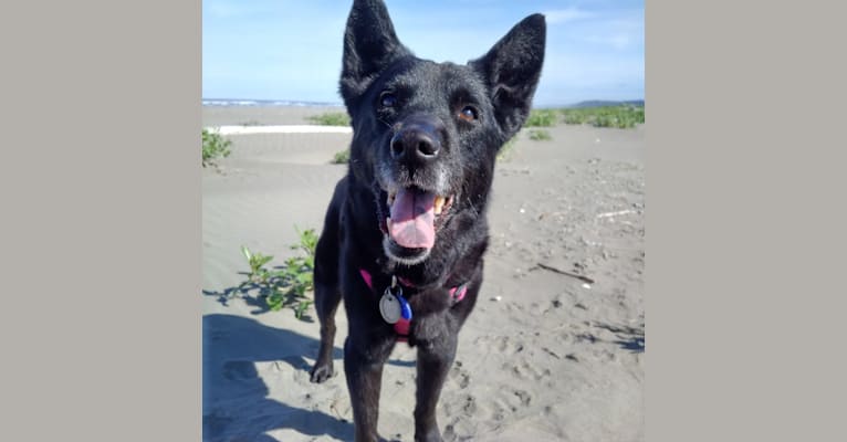 Shalee, an Australian Cattle Dog and Chow Chow mix tested with EmbarkVet.com
