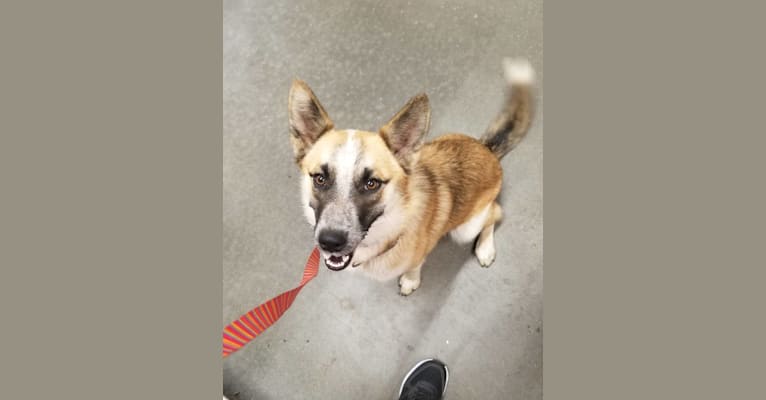 Mimzi, an Australian Cattle Dog and German Shepherd Dog mix tested with EmbarkVet.com