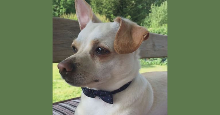 Nacho, a Chihuahua and Pekingese mix tested with EmbarkVet.com