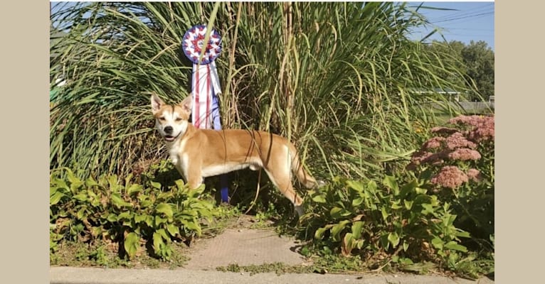 Joe, a Carolina Dog tested with EmbarkVet.com