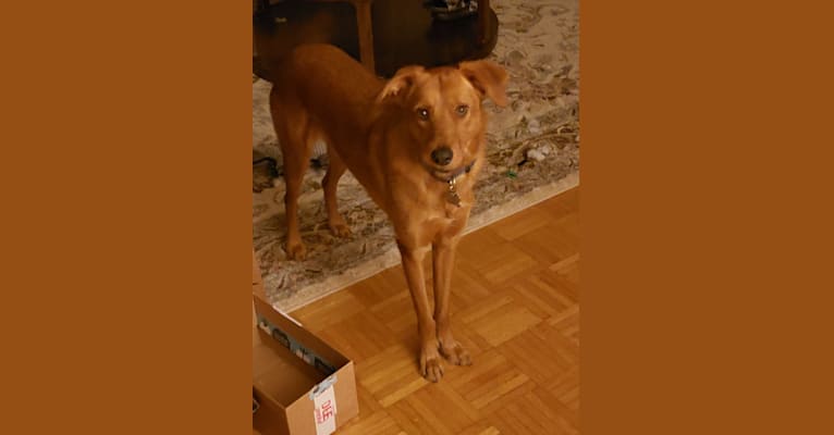 Ginger, a Western European Village Dog tested with EmbarkVet.com