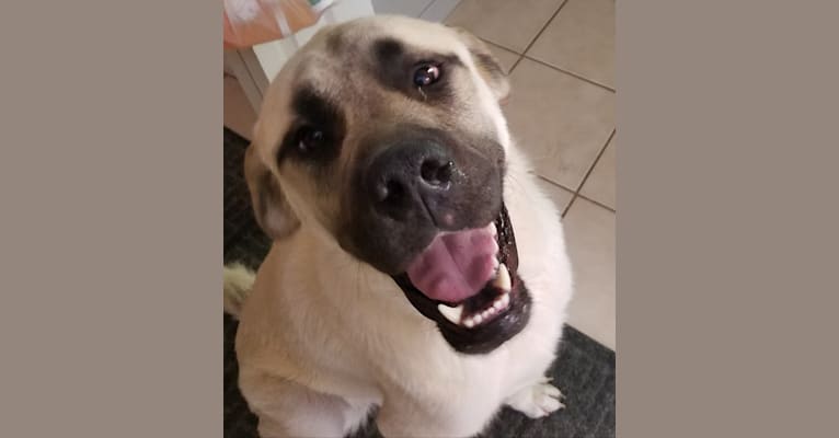 Shane, a Mastiff and Great Pyrenees mix tested with EmbarkVet.com
