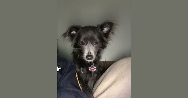 Squirrell, a Chihuahua and Rat Terrier mix tested with EmbarkVet.com