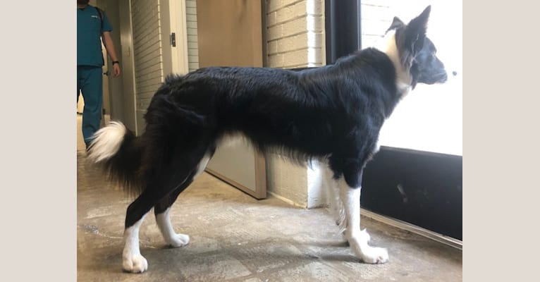 Shine On’s A Great Deal of Bravery “Neville”, a Border Collie tested with EmbarkVet.com
