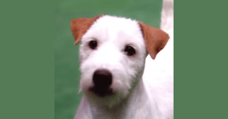 Romeo, a Russell-type Terrier tested with EmbarkVet.com